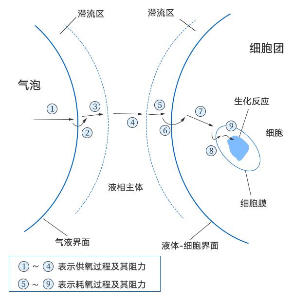 氧从气泡到细胞中传递过程示意图 氧从气泡到细胞中传递过程示意图