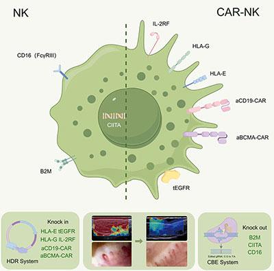 CAR-NKʾͼ